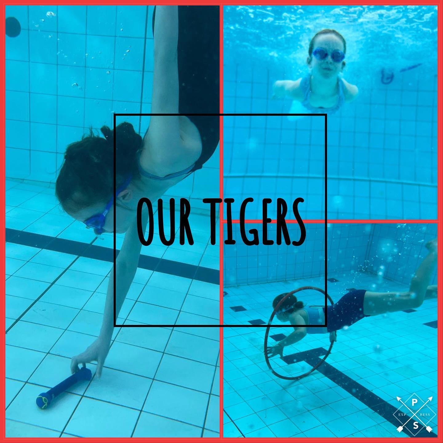 SharkSquad-our-tigers